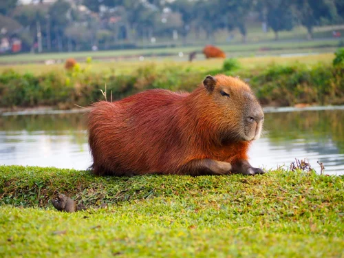 Meme capybara 23