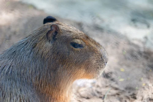 Meme capybara 24