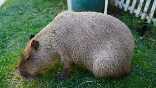 Meme capybara 25