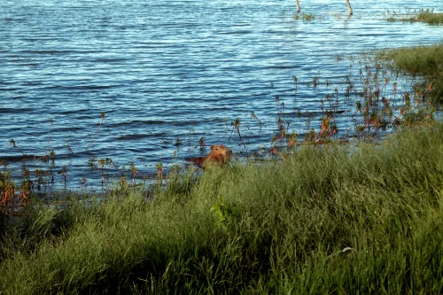 Meme capybara 26