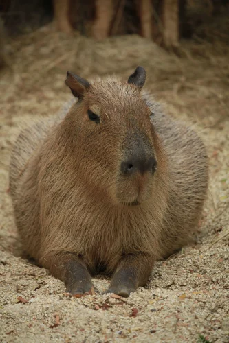 Meme capybara 27