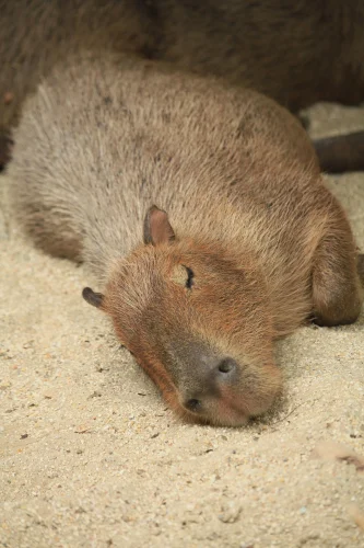 Meme capybara 29