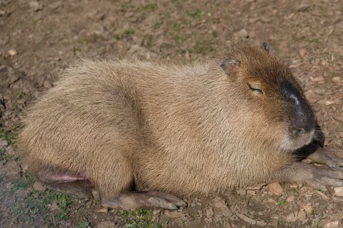 Meme capybara 30