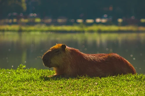 Meme capybara 31