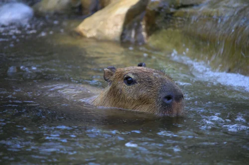 Meme capybara 32