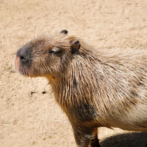 Meme capybara 35