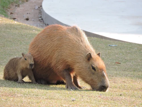 Meme capybara 36