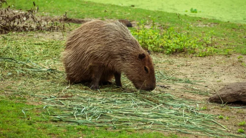 Meme capybara 37