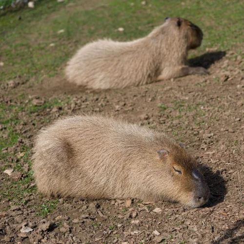 Meme capybara 38