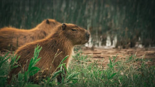 Meme capybara 39