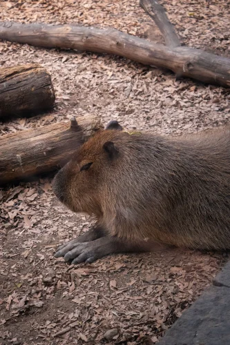 Meme capybara 40