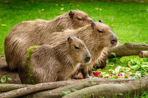 Meme capybara 41