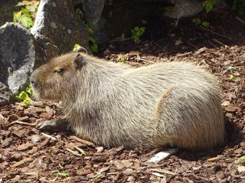 Meme capybara 42