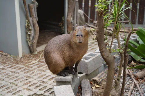Meme capybara 44