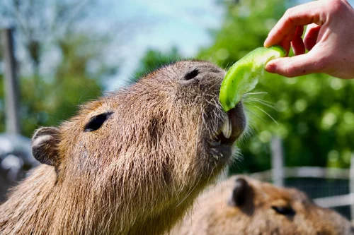 Meme capybara 45