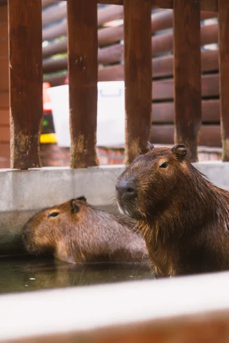 Meme capybara 47