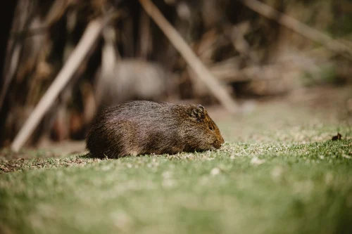 Meme capybara 49