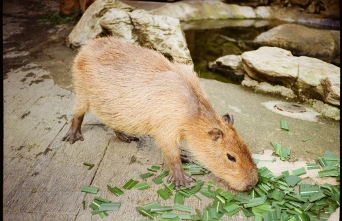 Meme capybara 51
