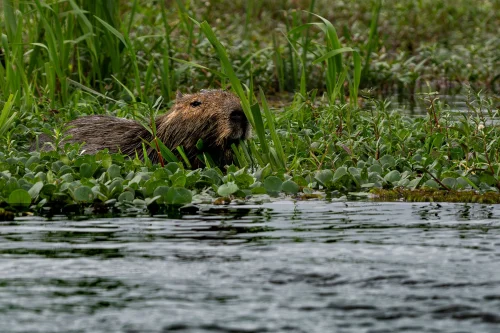 Meme capybara 52