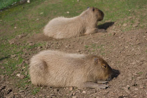Meme capybara 53