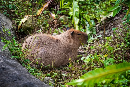 Meme capybara 54