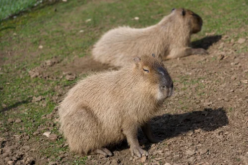 Meme capybara 60