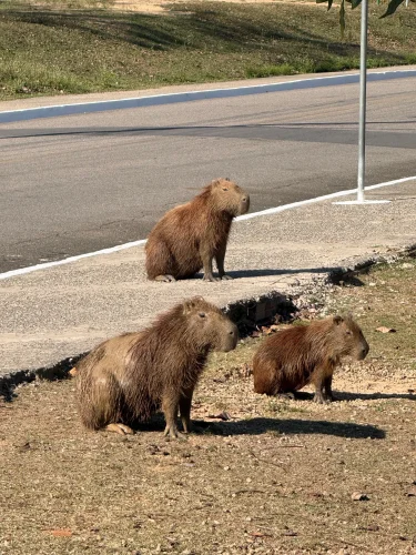 Meme capybara 1