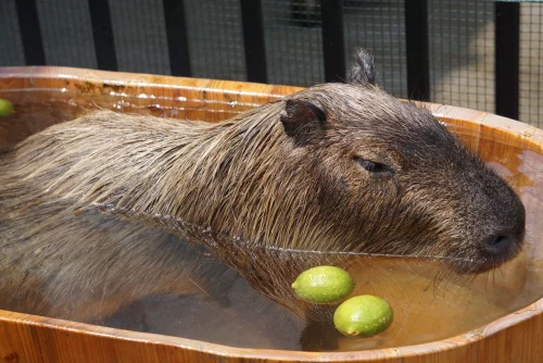 Meme capybara 2