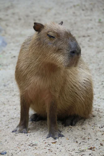 Meme capybara 3