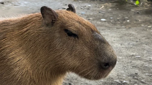 Meme capybara 4