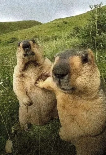 Meme capybara 5