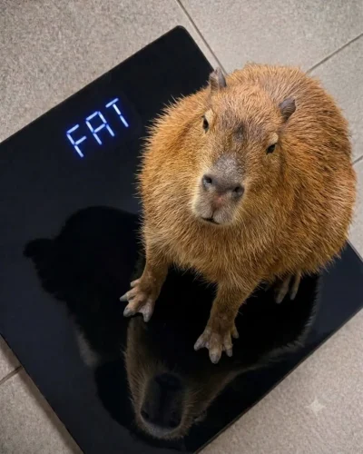 Meme capybara 9