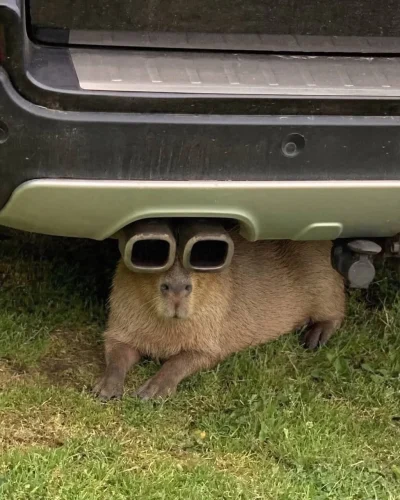 Meme capybara 17