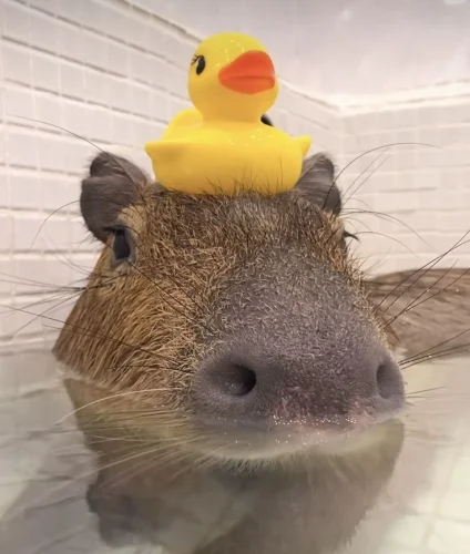 Meme capybara 21