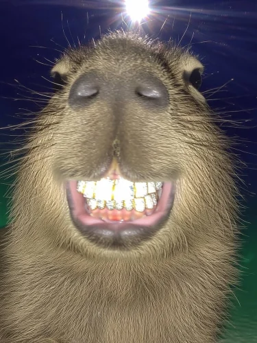Meme capybara 33