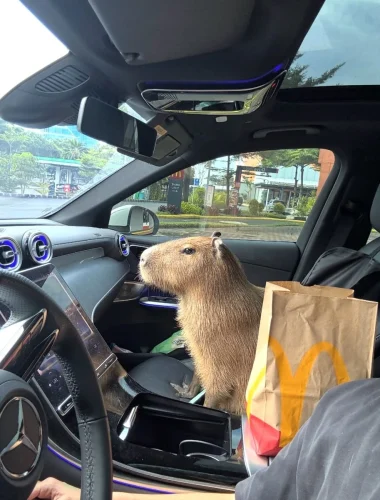 Meme capybara 35
