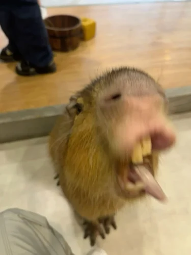 Meme capybara 40