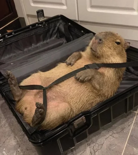 Meme capybara 42