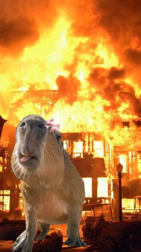 Meme capybara 49
