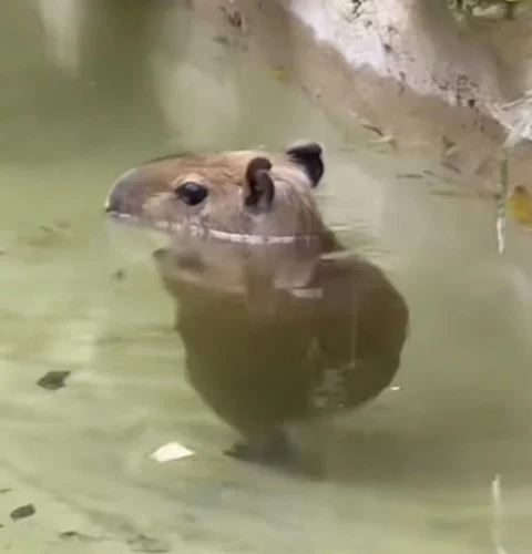 Meme capybara 50
