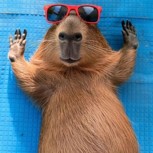 Meme capybara 51