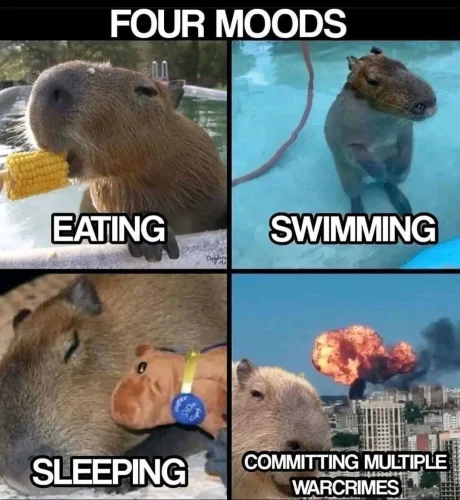 Meme capybara 52