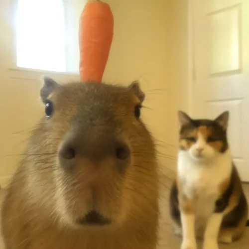 Meme capybara 53