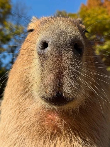 Meme capybara 55