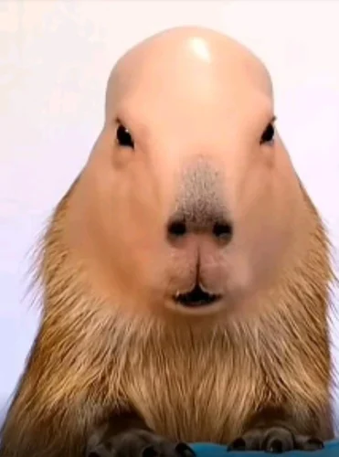 Meme capybara 1