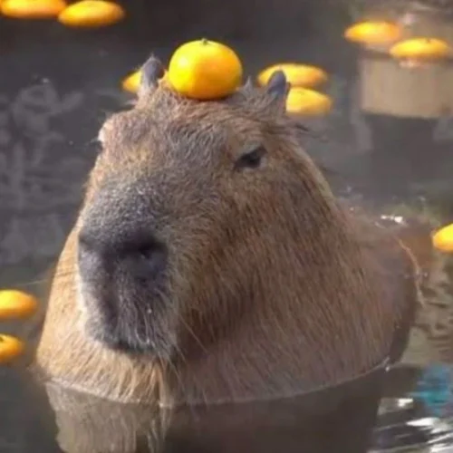 Meme capybara 4