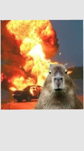 Meme capybara 7