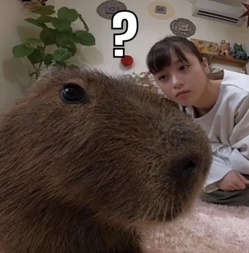 Meme capybara 8