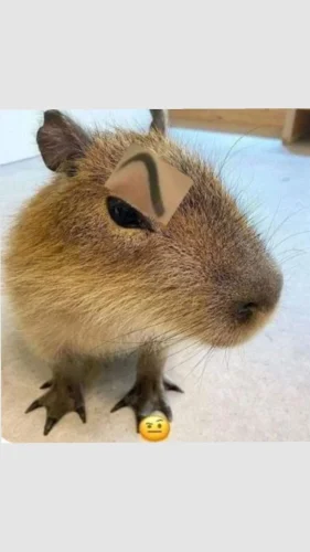Meme capybara 12