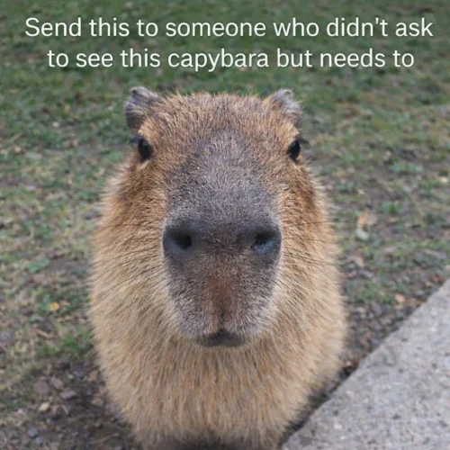 Meme capybara 14